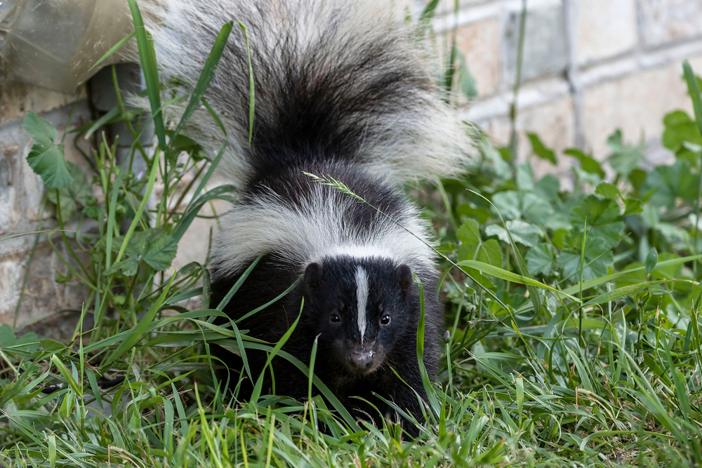 keeping skunks away