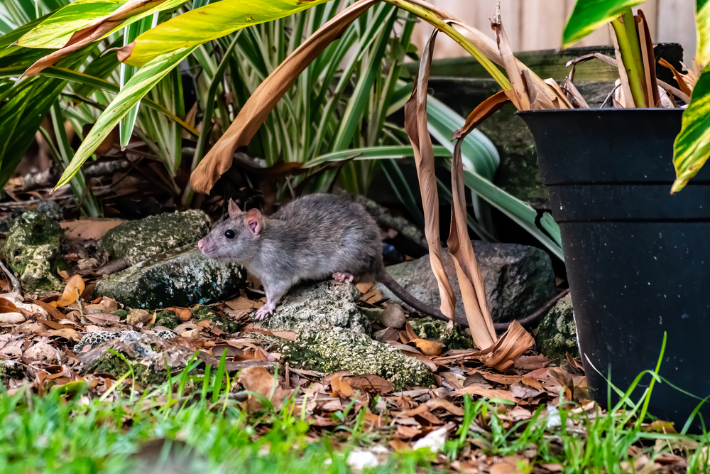 mouse in the leaves outside house