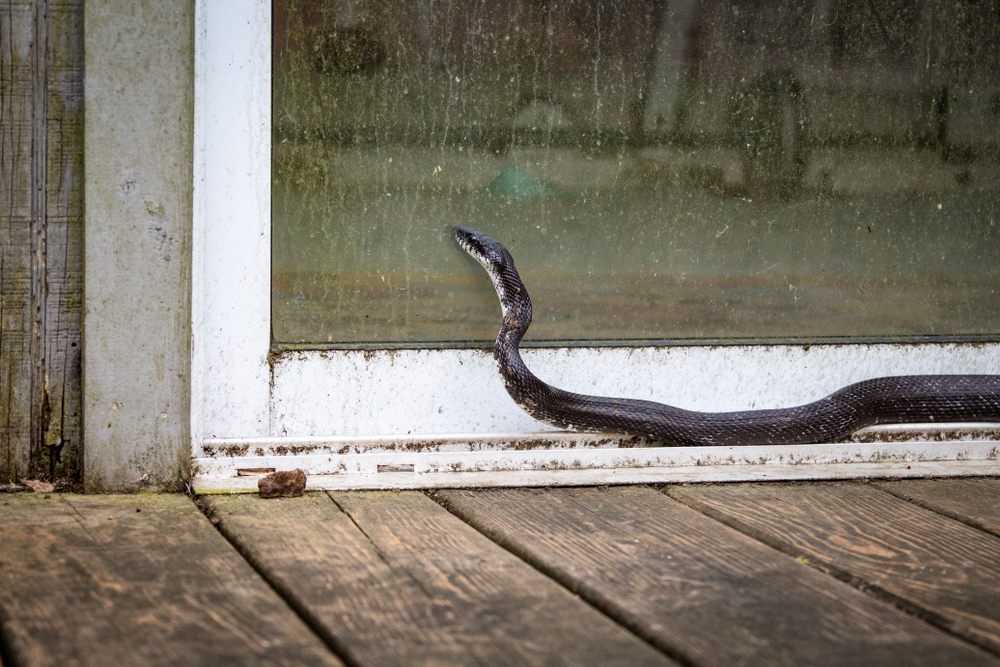 snake trying to get indoors