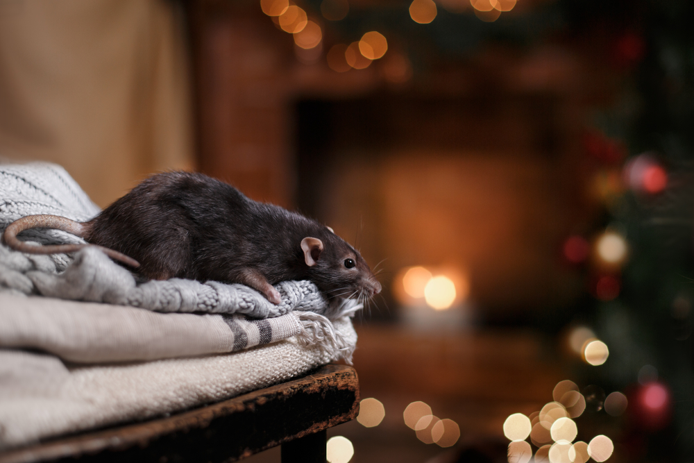 rodent in house during the winter