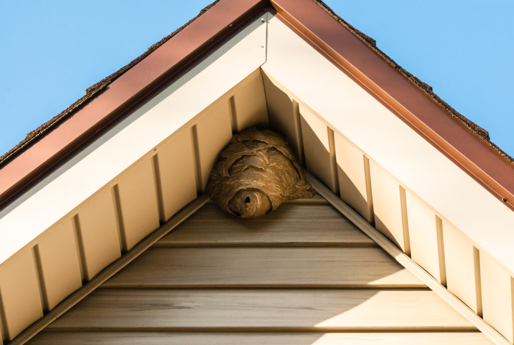 Bees nest on a house