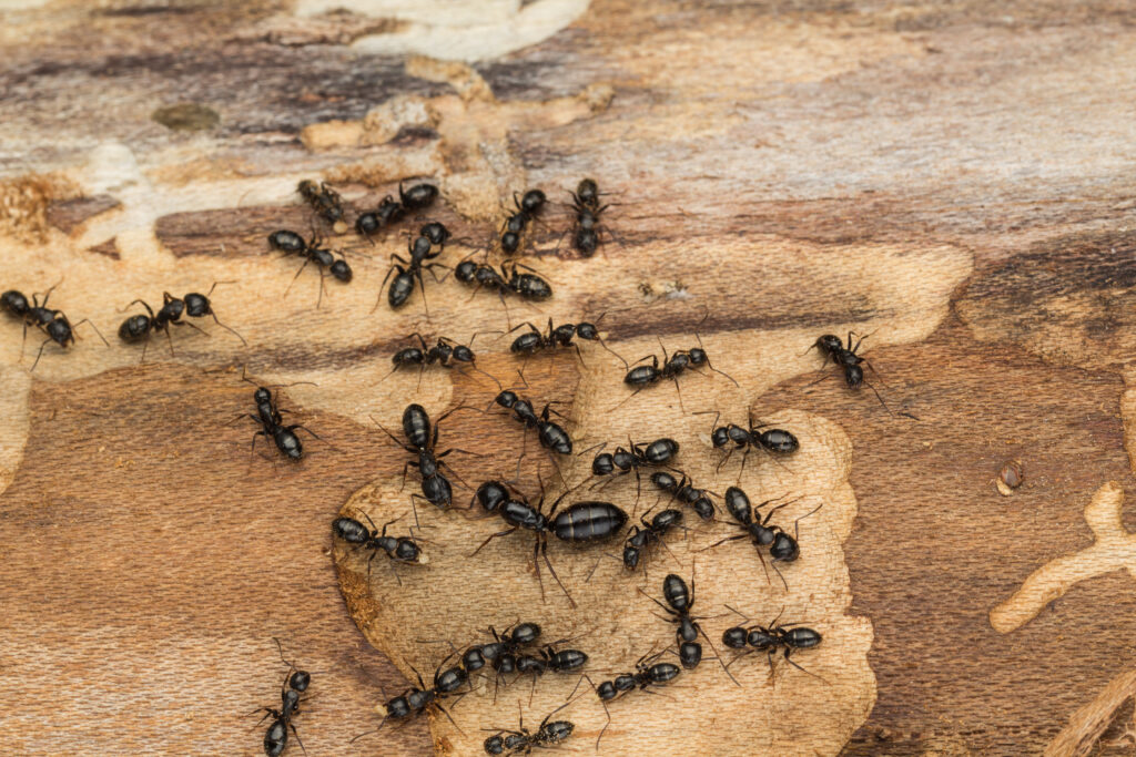 Carpenter ants