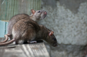 rodent control & removal