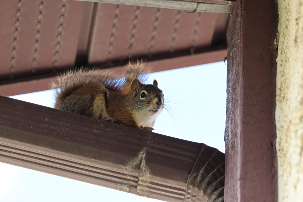 squirrels in attic