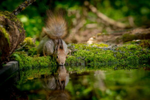 squirrel in dover ma