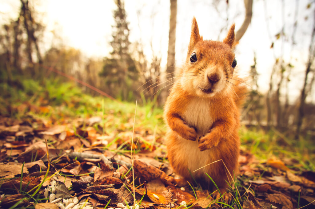 fall critters and extracting them near boston