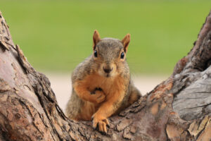 squirrel damage repairs creature catchers